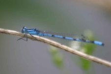 Enallagma_cyathigerum