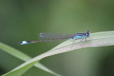 Ischnura_elegans1