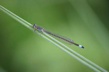 Ischnura_elegans2