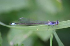 Ischnura_elegans3
