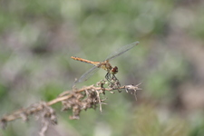 Sympetrum_sanguineum