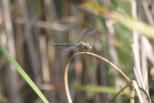 Aeshna_mixta