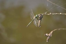 Somatochlora_metallica