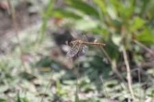 Sympetrum_vulgatum
