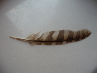 P1050306