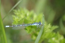 Enallagma_cyathigerum