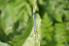 Enallagma_cyathigerum2