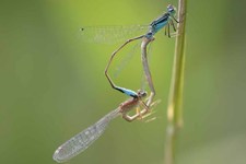 Ischnura_elegans1