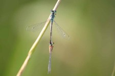 Ischnura_elegans2