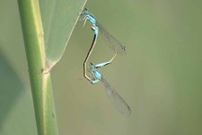 Ischnura_elegans3