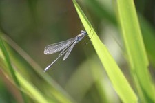Lestes_sponsa