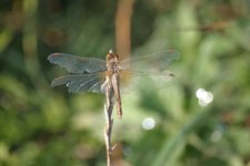 Sympetrum_flaveolum