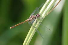 Sympetrum_sanguineum3