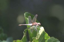 Sympetrum_vulgatum