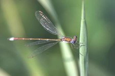 Lestes_virens