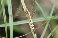 2-lecicha_bia_oznaczna
