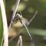 Anax_imperator