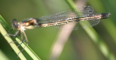Lestes_virens