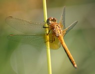 Sympetrum_flaveolum