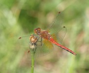 Sympetrum_flaveoum