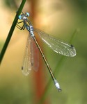 Lestes_sponsa1