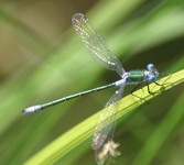 Lestes_sponsa