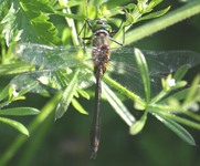 Cordulia_aenea