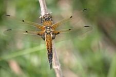 Libellula_quadrimaculata1