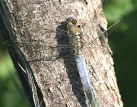 Orthetrum_cancellatum1