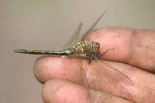 Somatochlora_metallica