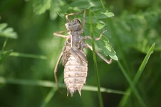 Epitheca_bimaculata