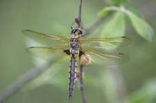 Epitheca_bimaculata1