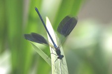Calopteryx_splendens1