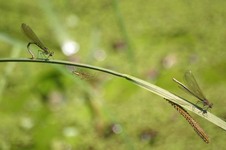 Calopteryx_splendens2