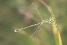 Lestes_barbarus