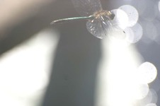 Somatochlora_metallica