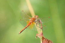 Sympetrum_flaveolum