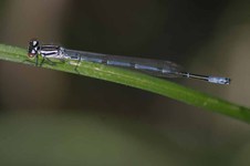Coenagrion_puella