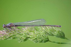 Coenagrion_pulchellum1