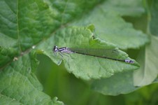 Coenagrion_pulchellum2