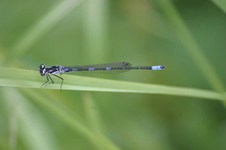 Coenagrion_pulchellum3