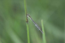 Enallagma_cyathigerum