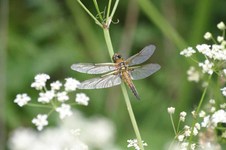Libellula_quadrimaculata1