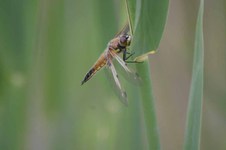 Libellula_quadrimaculata2