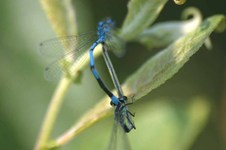Coenagrion_puella1