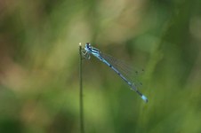 Coenagrion_puella2