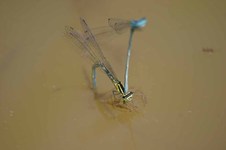Coenagrion_puella3
