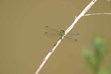 Ophiogomphus_cecilia
