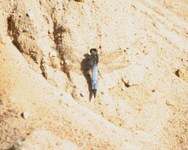 Orthetrum_cancellatum1