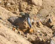 Orthetrum_cancellatum3